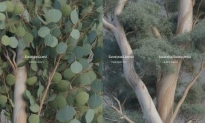 découvrez comment identifier les principales variétés d'eucalyptus, telles que le gunnii et le cinerea, ainsi que leurs caractéristiques uniques et utilisations.